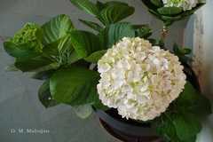 Hydrangea macrophylla